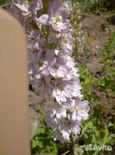 Дельфиниум