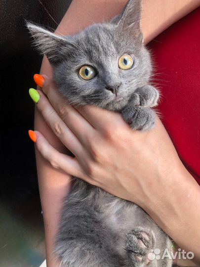 Кошечка стерелизованная