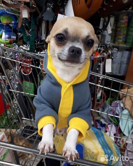 Вязка.Чихуахуа