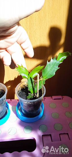 Комнатные цветы