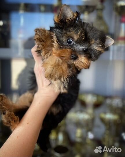 Мини девочка кукла vip