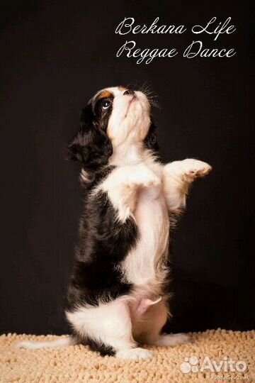 Кавалер Кинг Чарльз спаниель