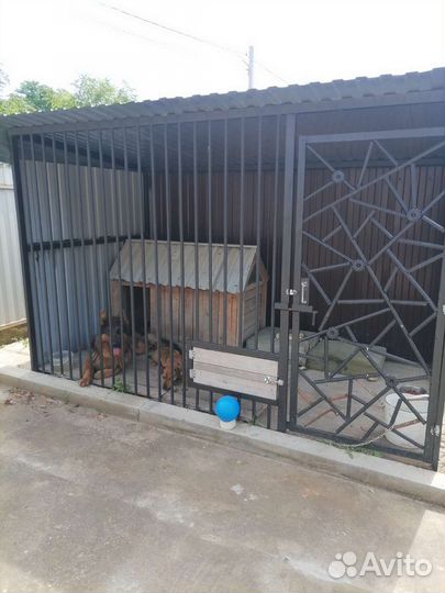 Немецкая овчарка длинношерстная