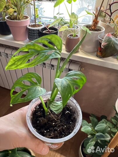 Монстера манки маск