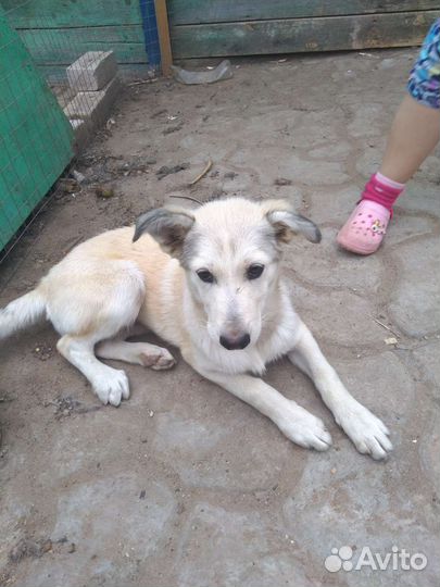 Щенки бесплатно