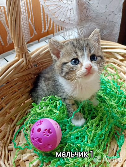 30.07 Актуально Очаровательные котятки ищут дом