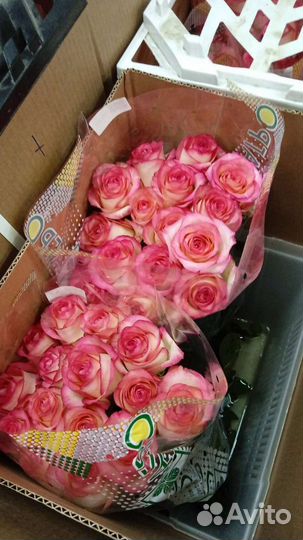 Цветы Волгоград Волжский оптом и в розницу