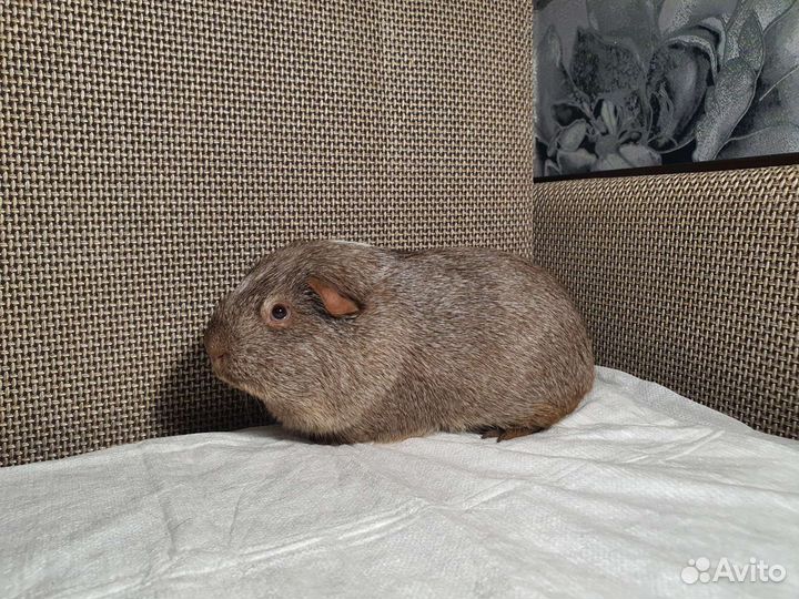 Морская свинка