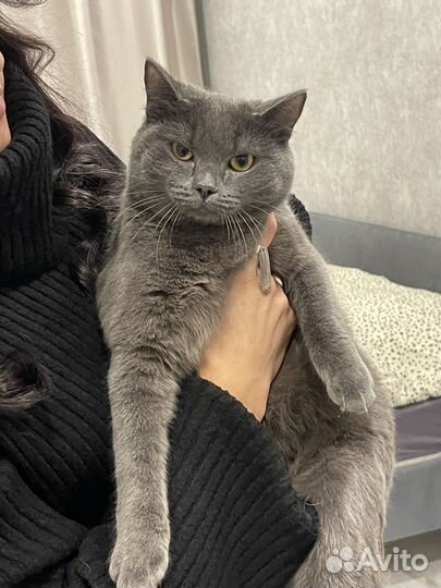 Британский котенок (девочка) в добрые руки