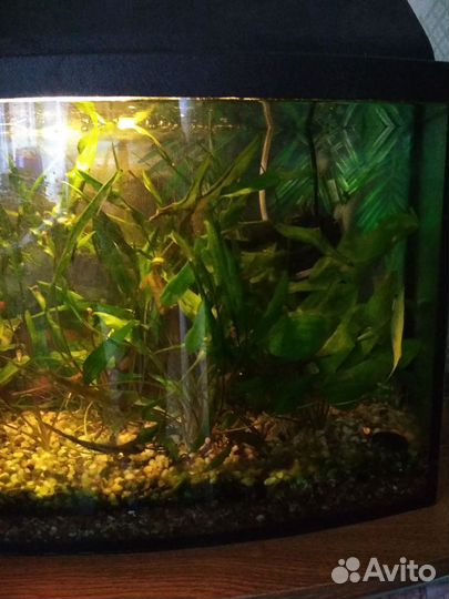 Водоросли для аквариума