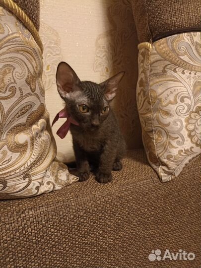 Донской сфинкс