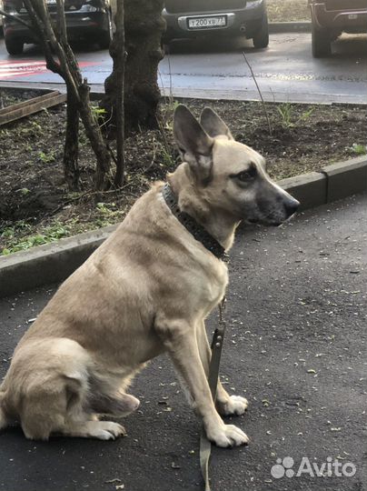 Собака в добрые руки отдам бесплатно