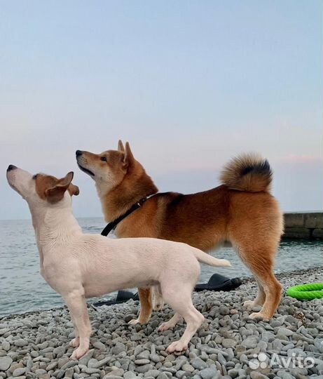 Кобель для вязки сиба ину