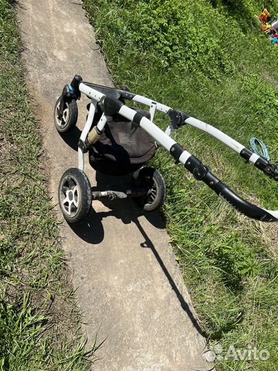 Коляска адамекс 2 в 1