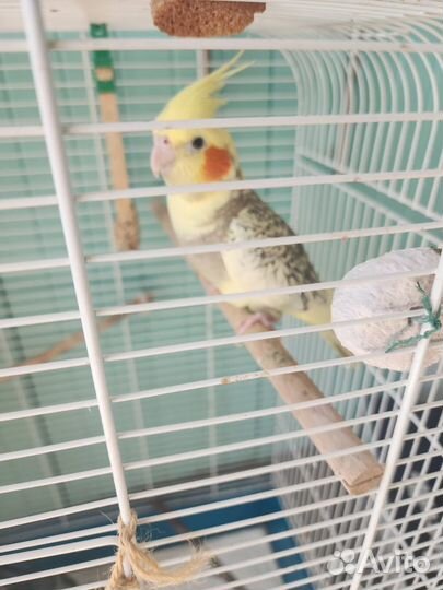 Семейная пара попугаев Корелла