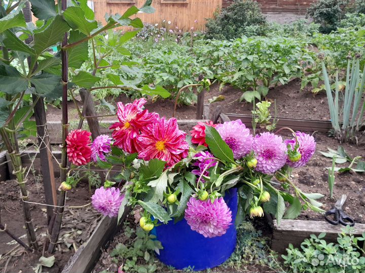 Продаю саженцы и цветы