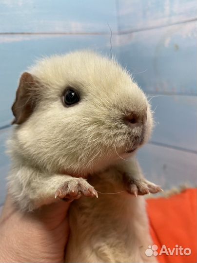 Морская свинка американский тедди