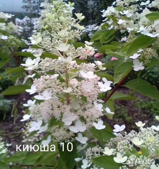 Гортензия метельчатая