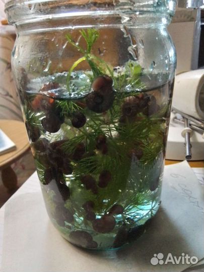 Малюски катушка красная, и пистия водное растение