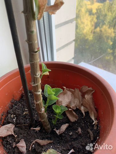 Комнатные растения