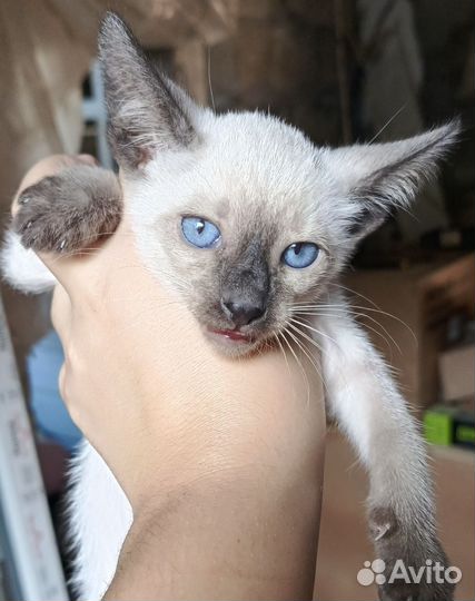 Петерболд Ориентальная