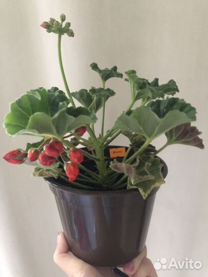 Пеларгония герань cony