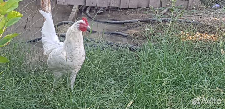 Молодые петушки