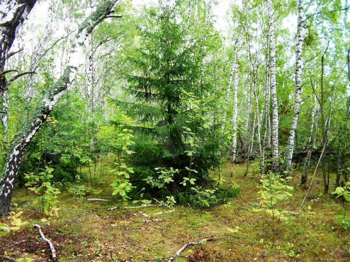 Участок 11 сот. (ИЖС)