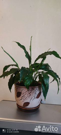 Спатифиллум