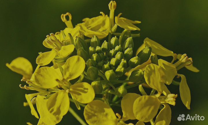 Горчица Желтая, семена от производителя