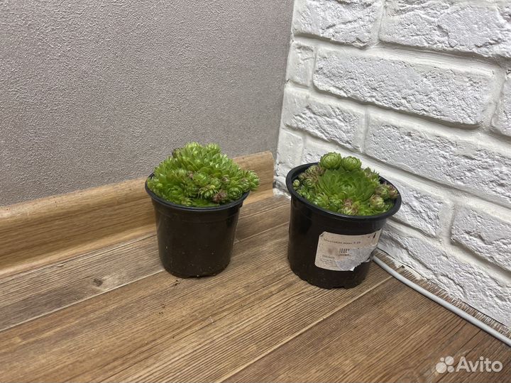 Молодило каменная роза комнатные цветы