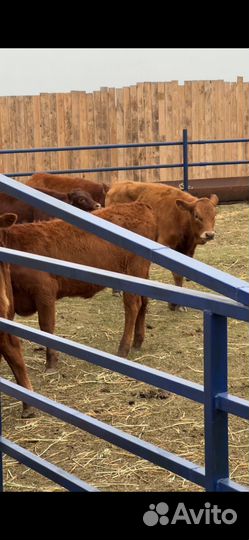 Телки лимузин