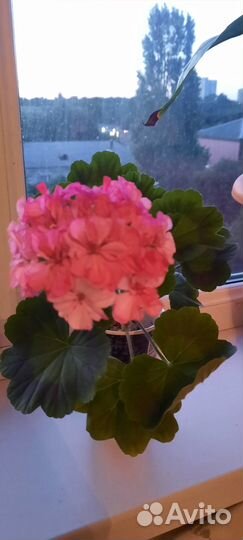 Герань пеларгония