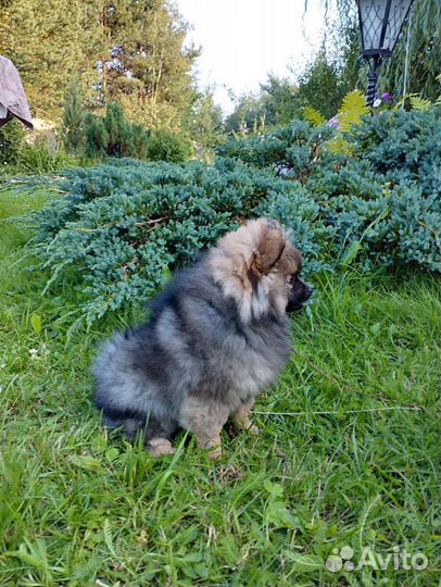 Девочка 3 месяца