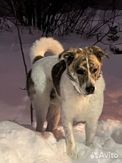 Собака бесплатно