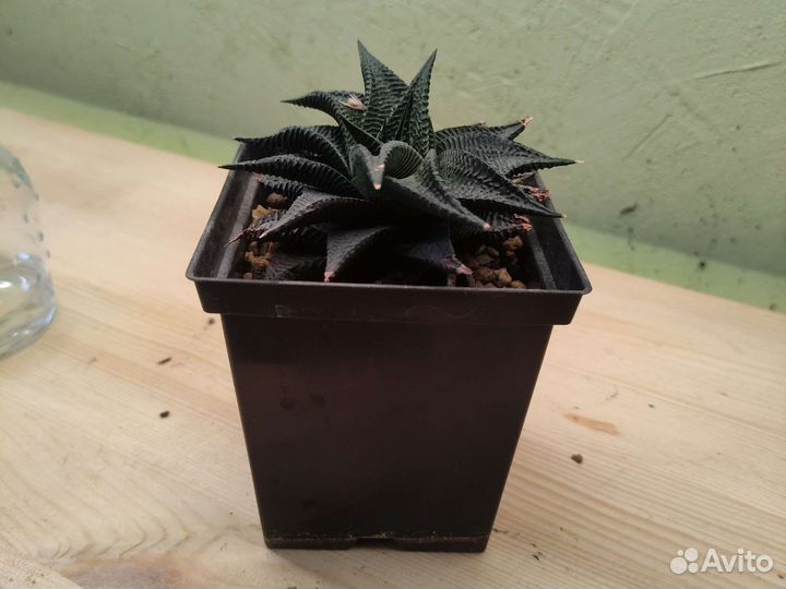 Суккуленты хавортия