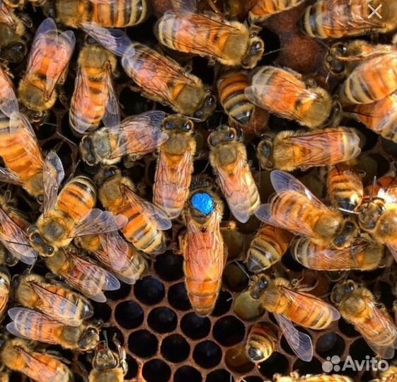 Улей для пчел бу Нижегородец