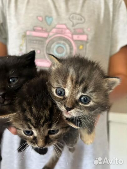 Котята в добрые руки