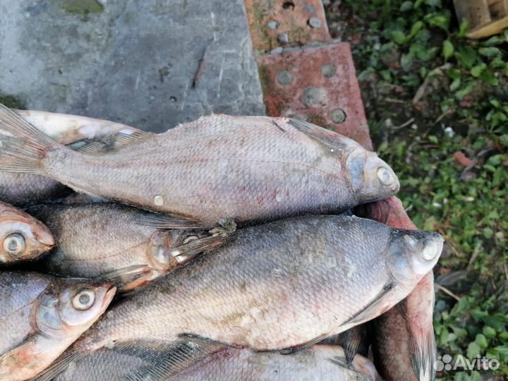 Плотва.синец свежемороженая