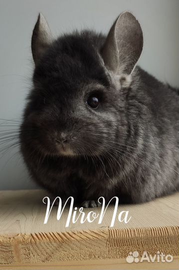 Шиншиллы. Редкие окрасы, Ангоры