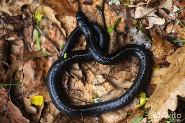 Черные молочные змеи