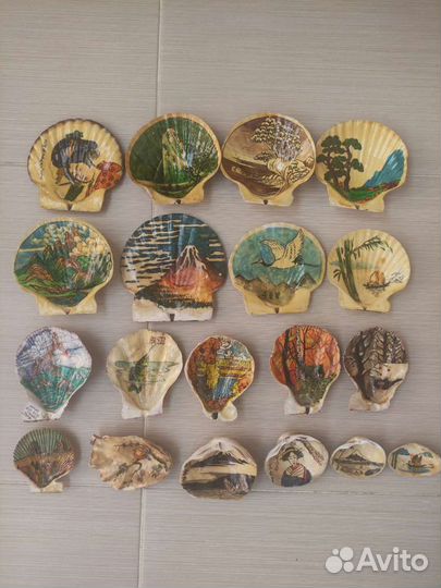 Морские ракушки раковины
