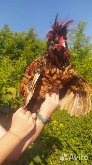 Павловское золото