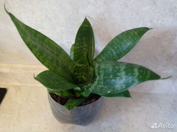 Комнатные цветы