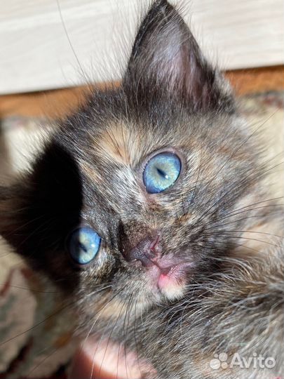 Трехцветный котенок