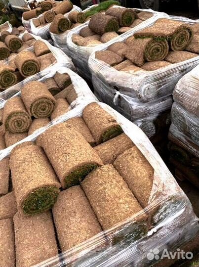 Рулонный газон 