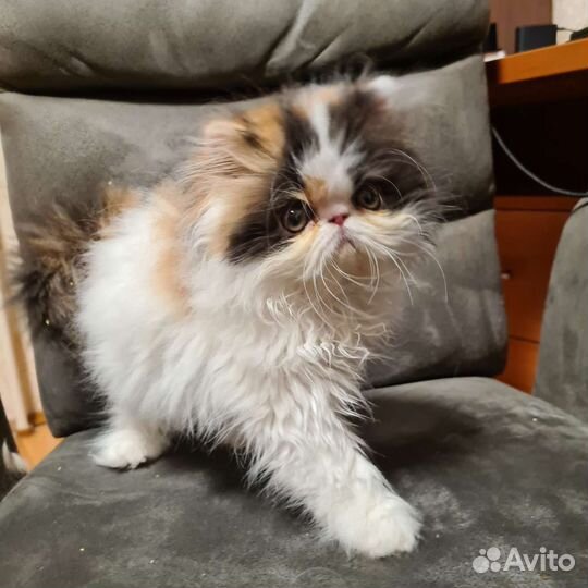 Персидская кошка