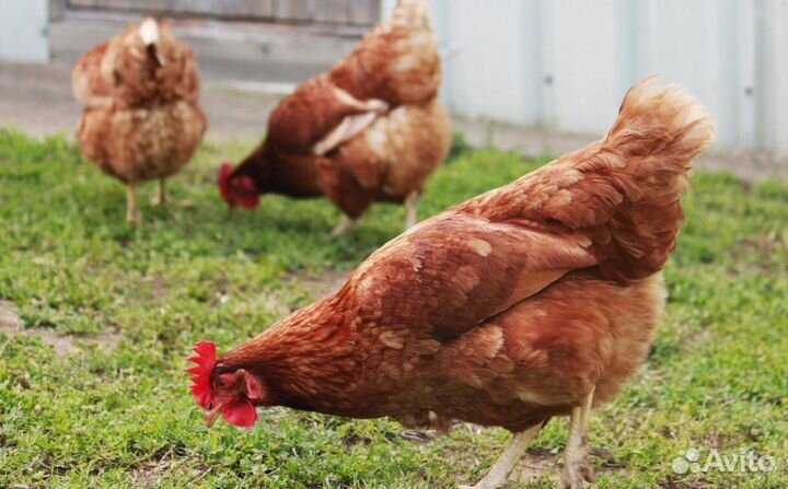 Куры несушки с агрофермы