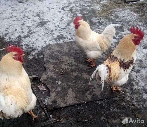 Суточные цеплята