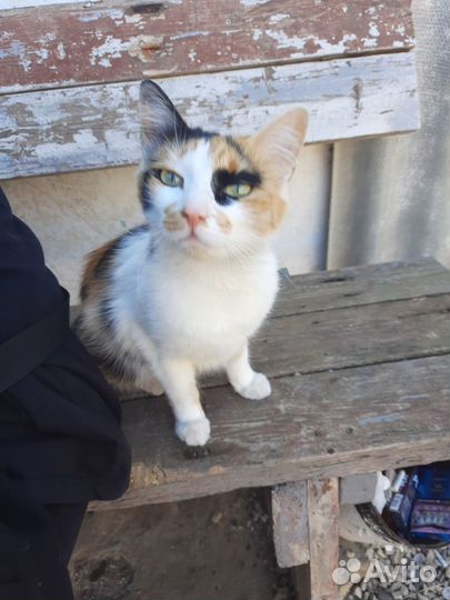 Котята бесплатно